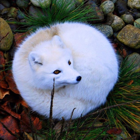 🐬🌺Your Seller/Buyer🐳 - Picture 5 of 5